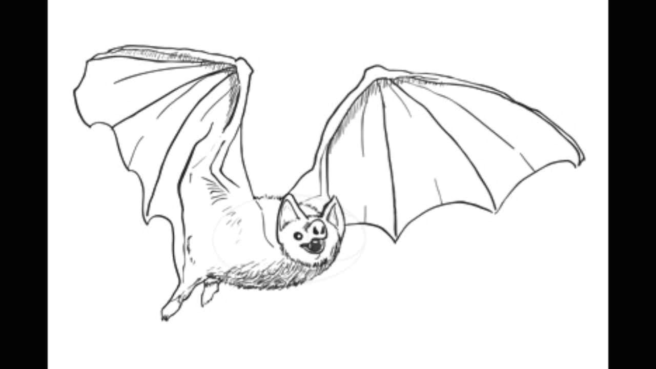 Easy Bats to Draw How to Draw A Bat Step by Step Drawings Draw A Bat
