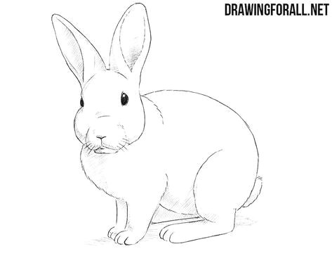 Easy Bunny Pictures to Draw How to Draw A Rabbit Rabbit Drawing Bunny Drawing Drawings