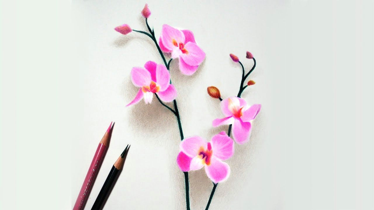 Easy Cherry Blossom Drawing How to Draw orchids Colored Pencil Tutorial Pencil