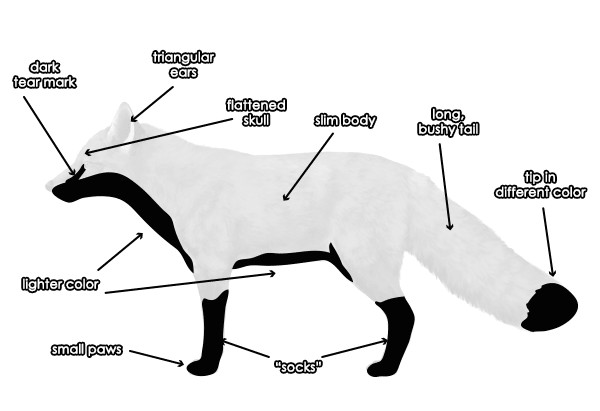 Easy Drawing Of socks Basic Red Fox Body In 2019 Animal Drawings Fox