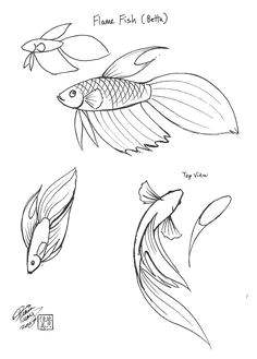 Easy Goldfish Drawing 59 Best How to Draw Fish Images Drawings Fish Art
