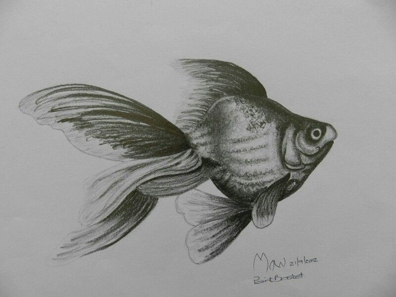 Easy Goldfish Drawing Detailed Sketch Fish Fish Drawings Koi Fish Drawing Drawings