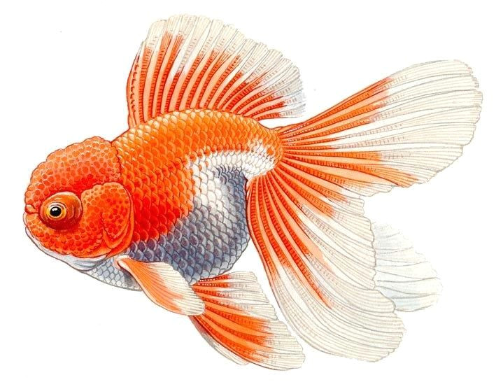 Easy Goldfish Drawing Telescope oranda the Goldfish Council Fish Drawings