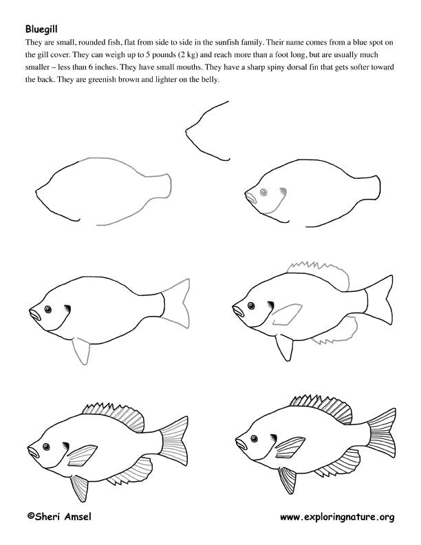 Easy How to Draw A Fish Bluegill Fish Drawing Lesson Exploring Nature