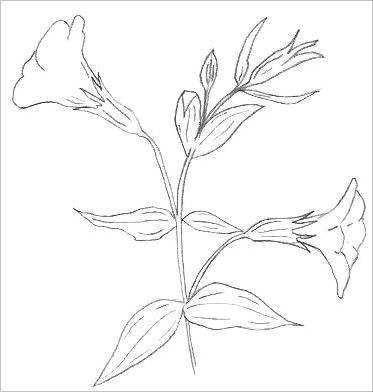 Easy How to Draw A Flower Easy Flowers to Draw Cartoon Art Pencil Drawings Of