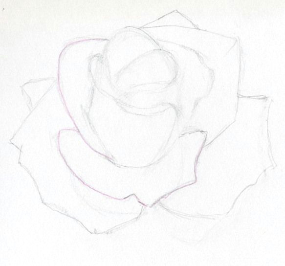 Easy How to Draw A Rose Step by Step Draw A Rose Quickly Simply and Easily Rose Rose Sketch