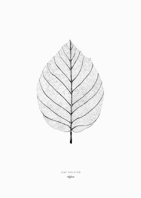 Easy Leaf Drawing Pine Cone In 2019 Leaf Skeleton Vintage Flower Prints