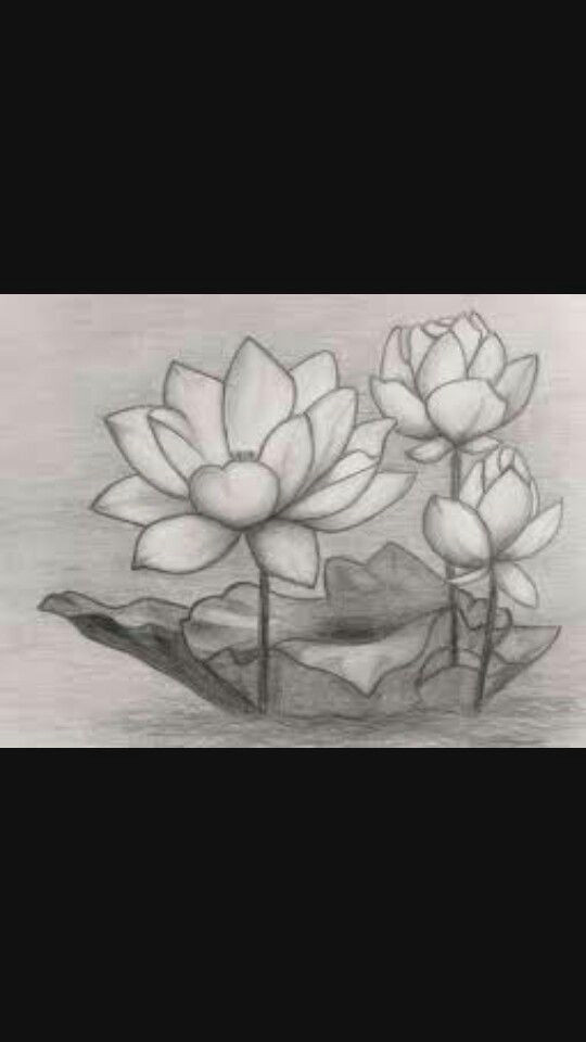 Easy Lotus Drawing Pin by Jessica Hamilton Hunt On Tattoos Pencil Drawings Of