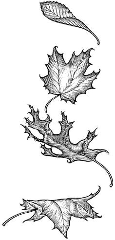Easy Maple Leaf Drawing 13 Best Leaves Images Leaf Drawing Drawings Leaves Sketch