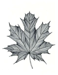 Easy Maple Leaf Drawing Die 8 Besten Bilder Von Kanada Tattoo Kanada Tattoo