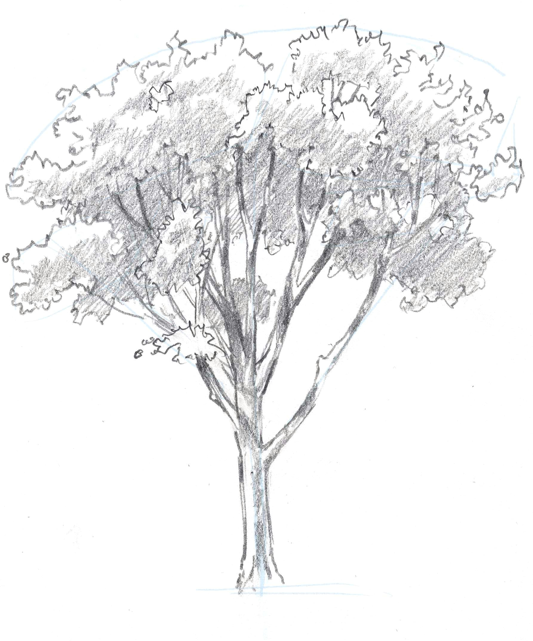 Easy Pine Tree Drawing How to Draw Trees Oaks Tree Drawings Pencil Tree Art