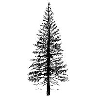 Easy Pine Tree Drawing Lavinia Stamps Clear Stamp Fir Tree 1 Small Tattoos