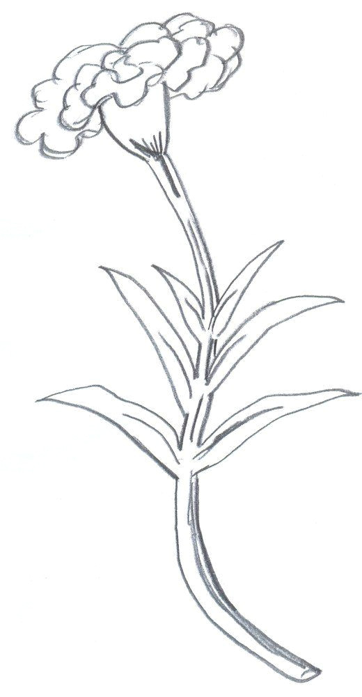 Easy Plant Drawing How to Draw Flowers Step by Step Easy She Began Posting