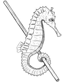 Easy Seahorse Drawing 19 Best Seahorse Drawings Images Seahorse Drawing