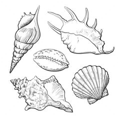 Easy Shell Drawing 12 Best Seashell Drawings Images Drawings Sea Shells Shells