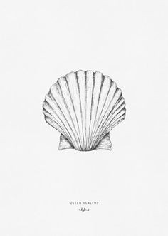 Easy Shell Drawing 12 Best Seashell Drawings Images Drawings Sea Shells Shells