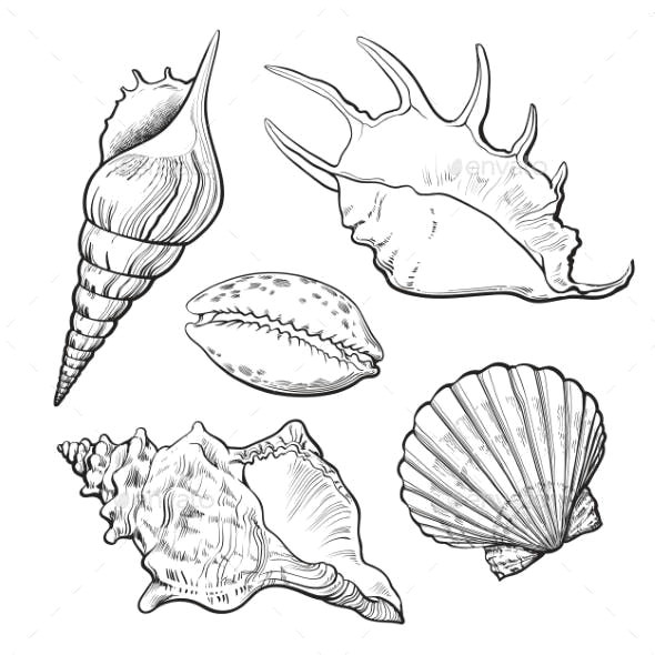 Easy Shell Drawing Set Of Various Mollusk Sea Shells organic Objects Objects