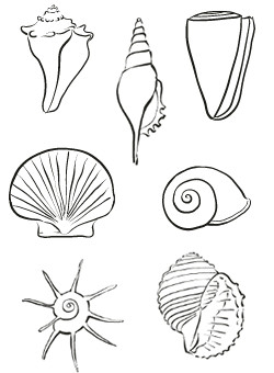 Easy Shell Drawing Www Meddybemps Com Shells Artexamples HTML Shell Drawing
