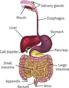 Easy to Draw Digestive System 23 Best Human Digestive System Images Human Body Systems