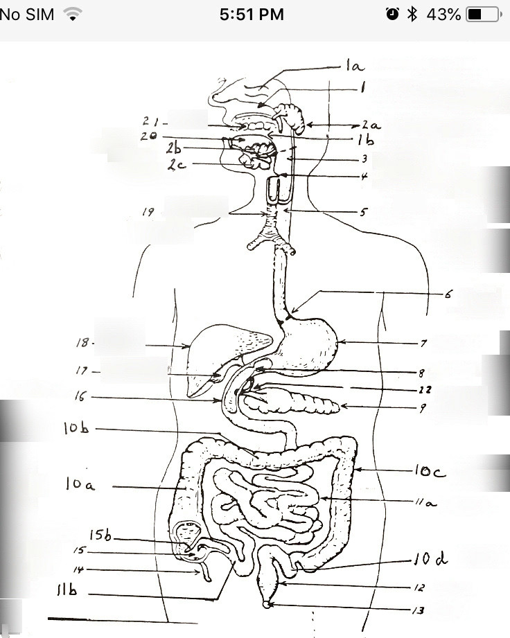 Easy to Draw Digestive System Digestive System Diagram Quizlet
