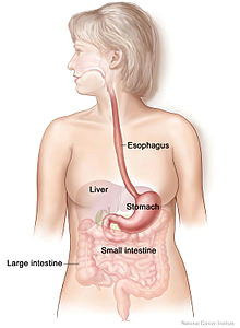 Easy to Draw Digestive System Human Digestive System Wikipedia