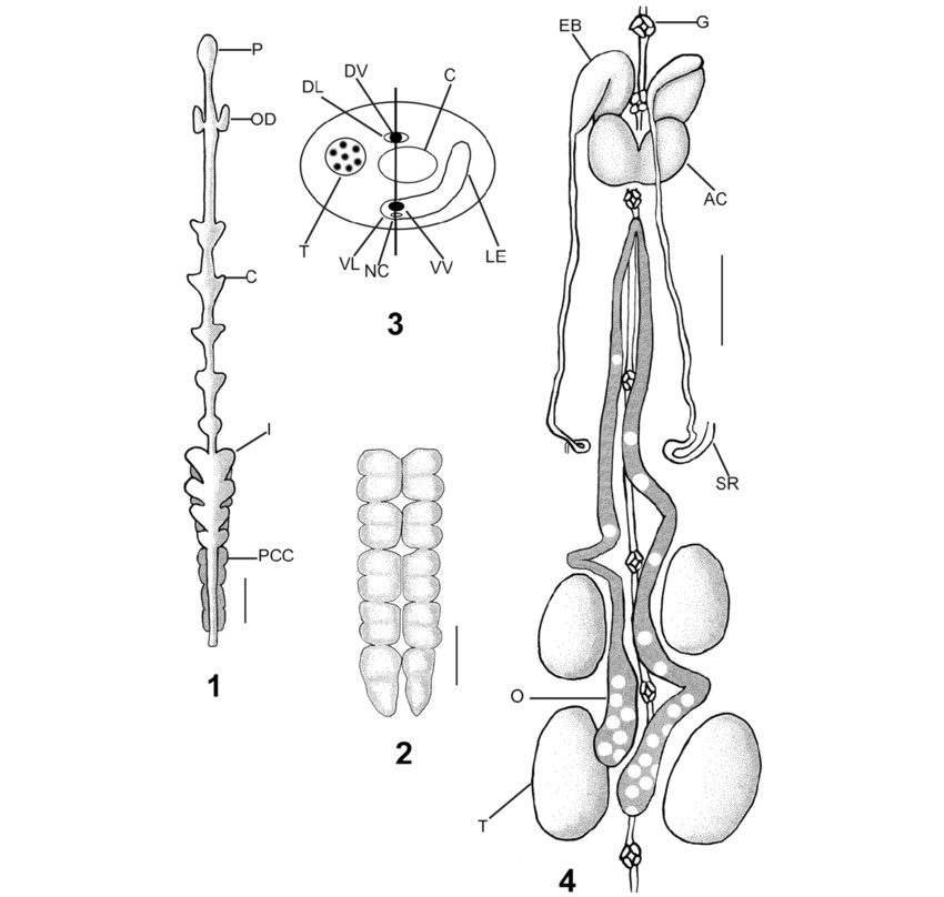 Easy to Draw Digestive System Internal Characters Of Oceanobdella Sakhalinica Sp Nov