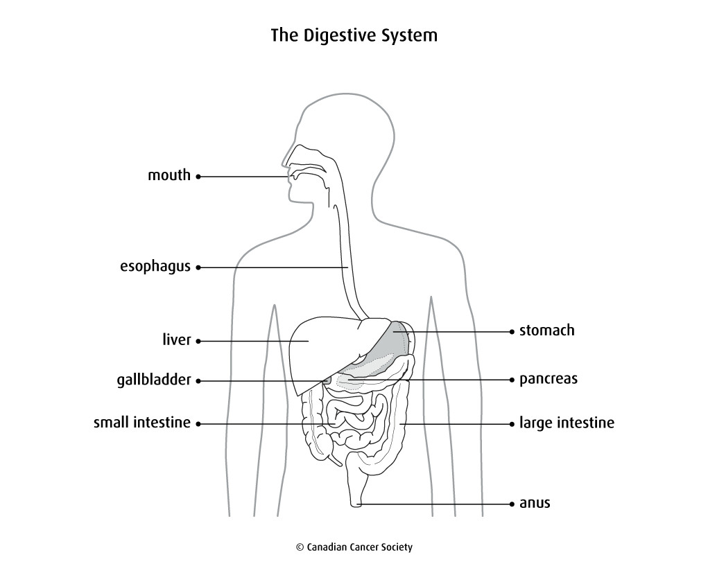 Easy to Draw Digestive System the Colon and Rectum Canadian Cancer society