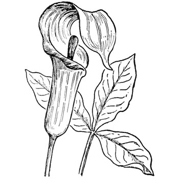 Easy to Draw Plants How to Draw Jack In the Pulpit Plant Flower Step by Step
