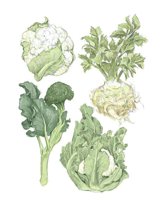 Easy to Draw Vegetables Cauliflower Vegetable Illustration Vegetable Drawing