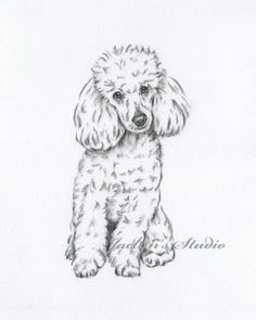 Easy toy Poodle Drawing 71 Best Poodle Tattoo Images Poodle Poodle Tattoo Dogs