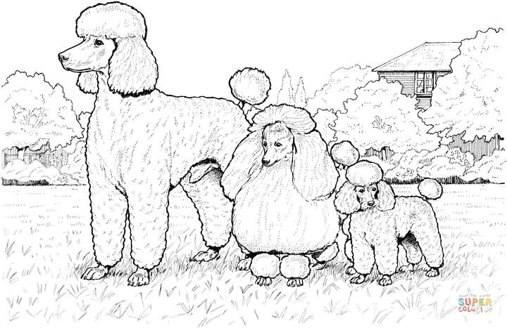 Easy toy Poodle Drawing Standard Miniature and toy Poodles Super Coloring Dog