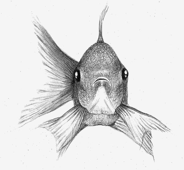 Easy Way to Draw A Fish Fish Sketch On Behance Fish Sketch Animal Sketches Easy