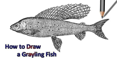Easy Way to Draw A Fish Grayling Fish Drawing Fish Drawings Drawn Fish Drawings