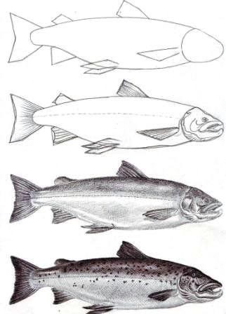 Easy Way to Draw A Fish How to Draw A Salmon Howtofish Fish Drawings Salmon