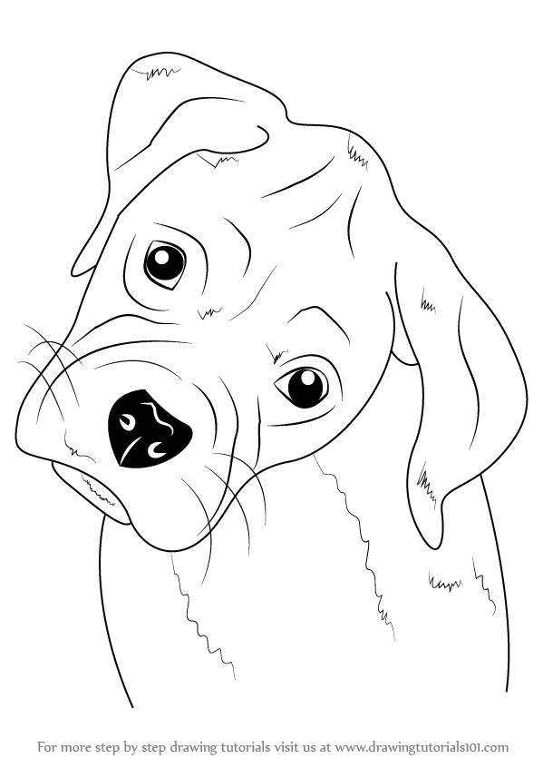 Easy Way to Draw Animals Learn How to Draw Boxer Puppy Face Farm Animals Step by