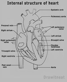 Easy Way to Draw Human Heart Diagram Class 10 11 Best Human Heart Drawing Images Anatomy Art Human