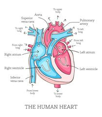 Easy Way to Draw Human Heart Diagram Class 10 15 Best Heart Diagram Images Nursing Notes Cardiac
