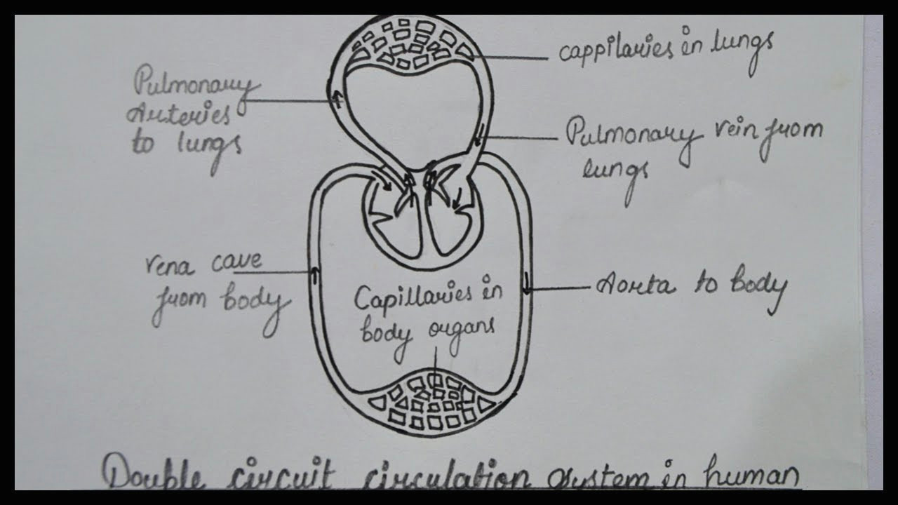 Easy Way to Draw Human Heart Diagram Class 10 Double Circuit Circulation Diagram How to Draw Double Circuit Circulation Diagram System