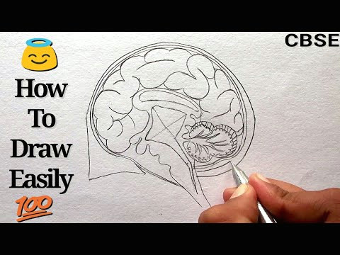 Easy Way to Draw Human Heart Diagram Class 10 How to Draw Human Brain Step by Step for Beginners