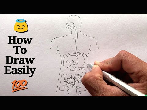 Easy Way to Draw Human Heart Diagram Class 10 How to Draw Human Digestive System Step by Step for Beginners