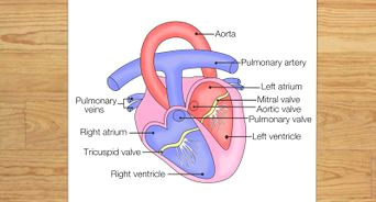 Easy Way to Draw Internal Structure Of Heart 3 Easy Ways to Learn Anatomy for Drawing Wikihow