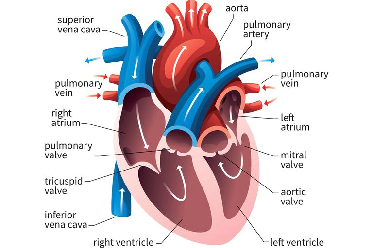 Easy Way to Draw Internal Structure Of Heart Evolution Of the Human Heart Into Four Chambers