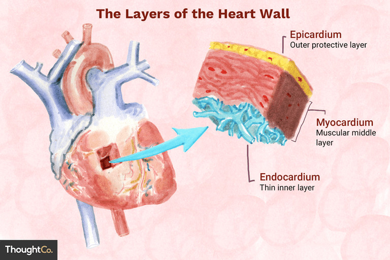 Easy Way to Draw Internal Structure Of Heart the 3 Layers Of the Heart Wall