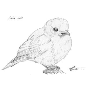 Easy Western Drawings Western Bluebird Art Sketch Illustration Drawing