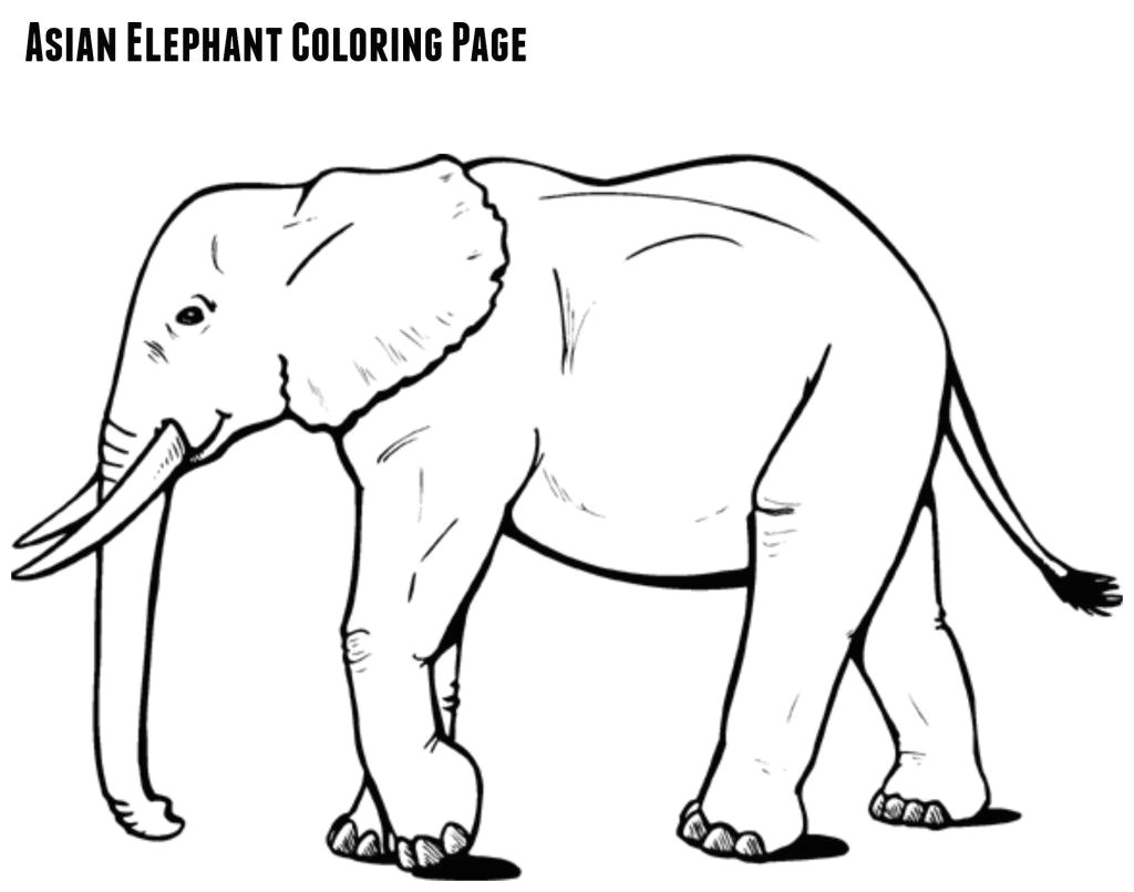 Elephant Drawing Easy with Colour asian Elephant Coloring Page Jenny at Dapperhouse