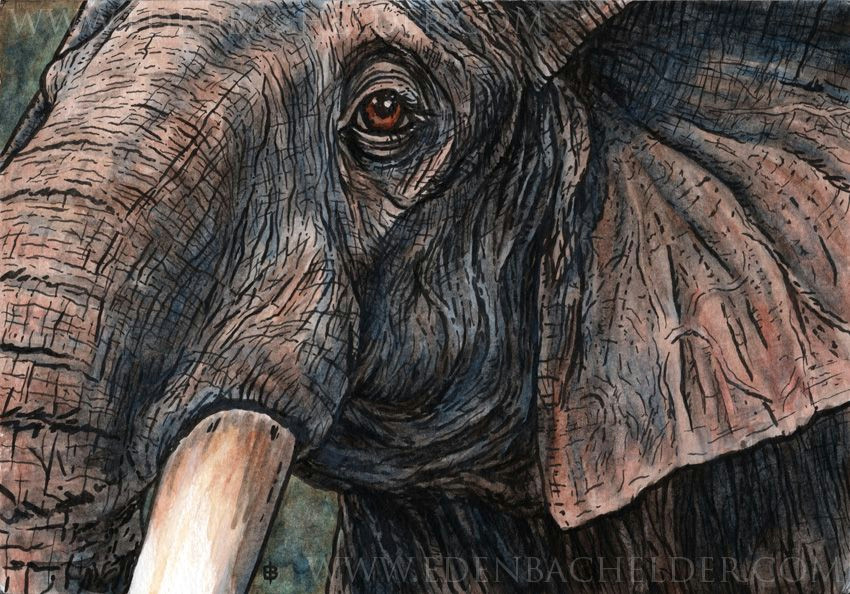 Elephant Eyes Drawing Easy Elephant Ink and Watercolour by Shmeeden On Deviantart