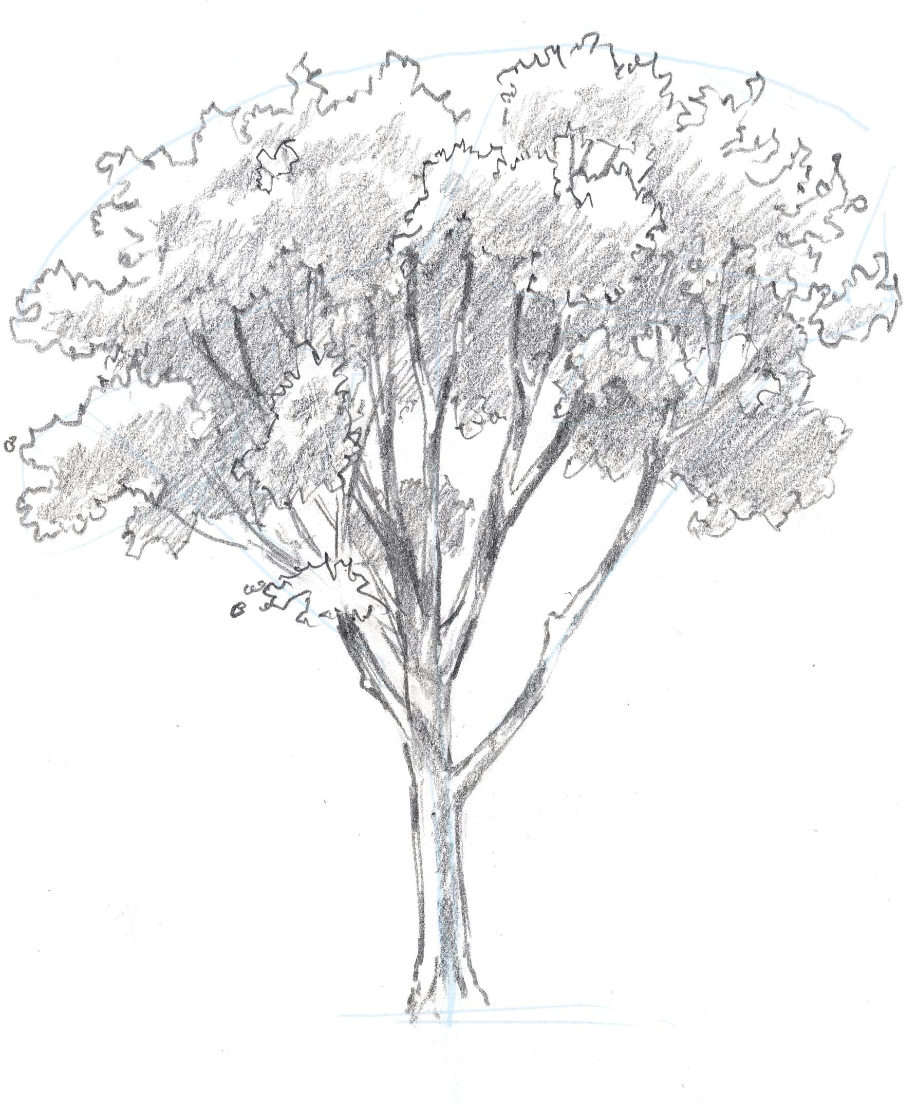 Family Tree Drawing Easy How to Draw Trees Oaks Tree Drawings Pencil Tree Art