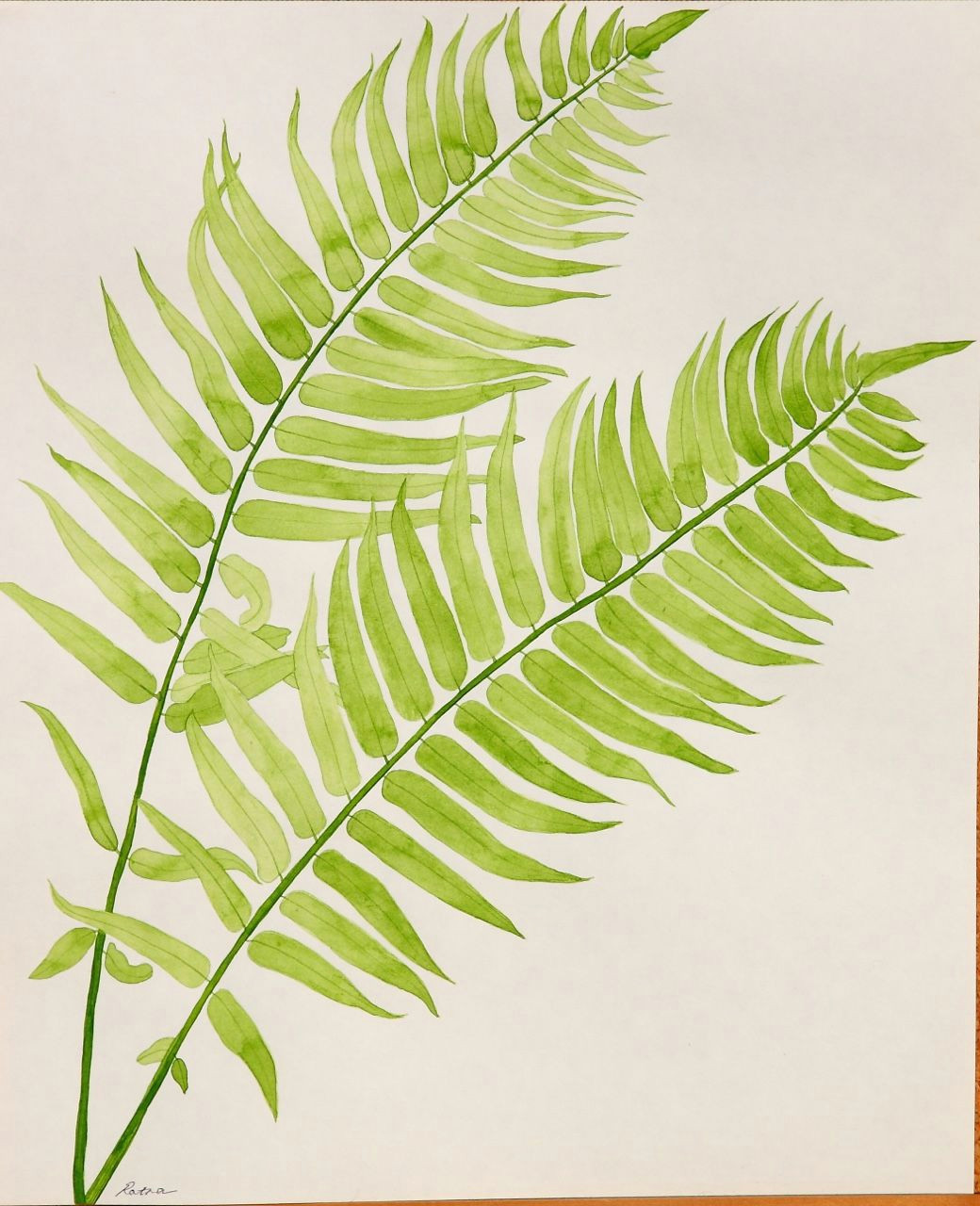 Fern Drawing Easy Botanical Drawings In 2019 Watercolor Plants Botanical