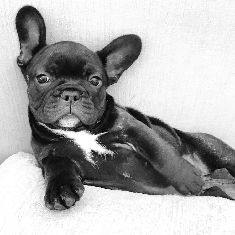 French Bulldog Drawing Easy French Bulldog Dog French Bulldog Puppy Sleepy Cute Dog