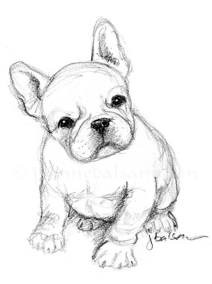 French Bulldog Drawing Easy Just A Quick Sketch Of A French Bulldog Puppy On A Sunday